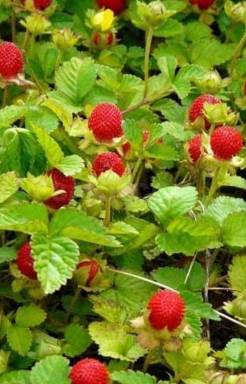 Дюшенея индийская