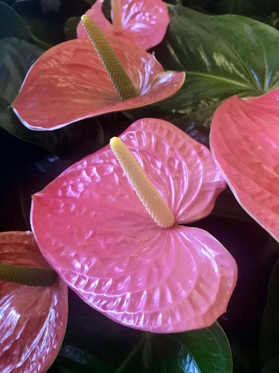 Антуриум Кавалли Пурпл