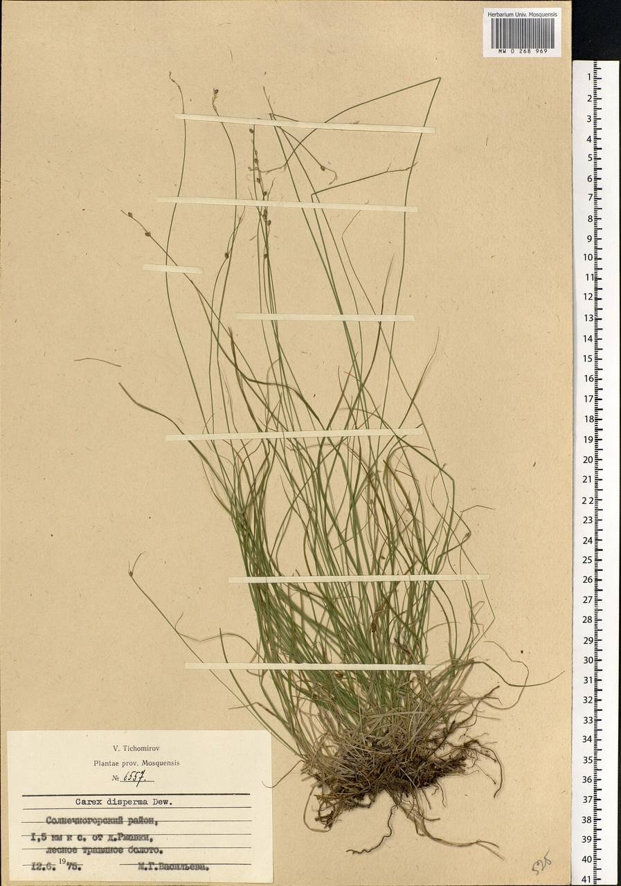 Осока Двусемянная