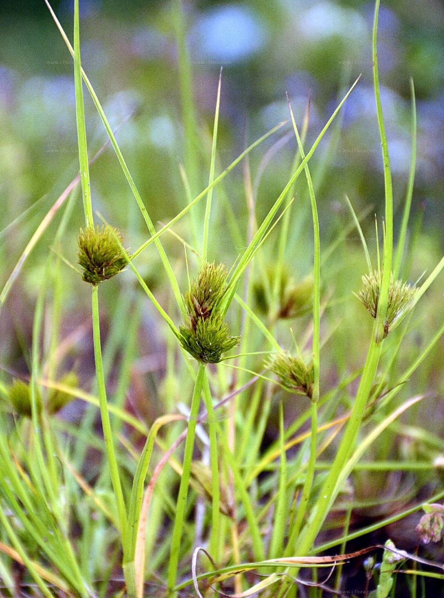 Осока сытевидная