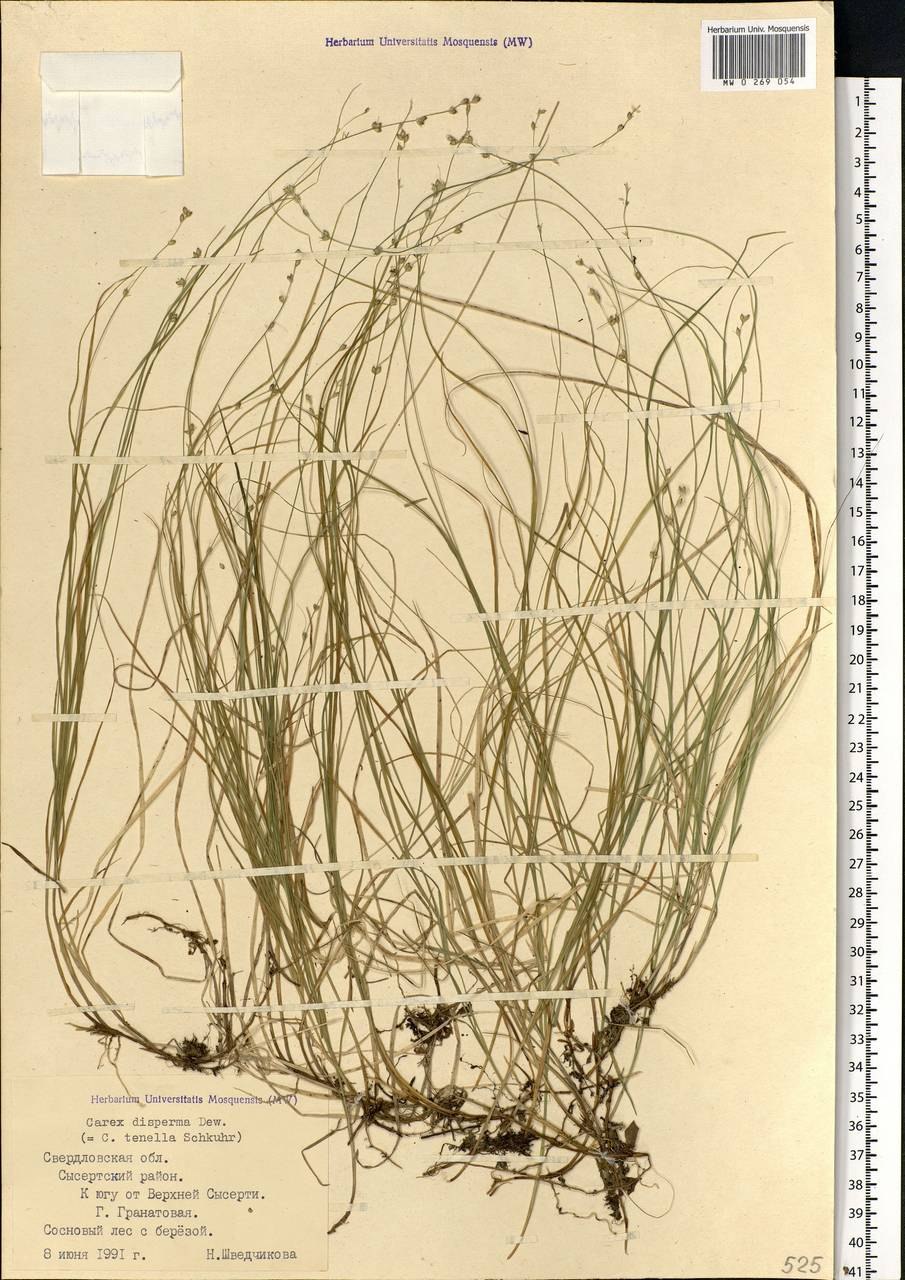 Осока толстостолбиковая