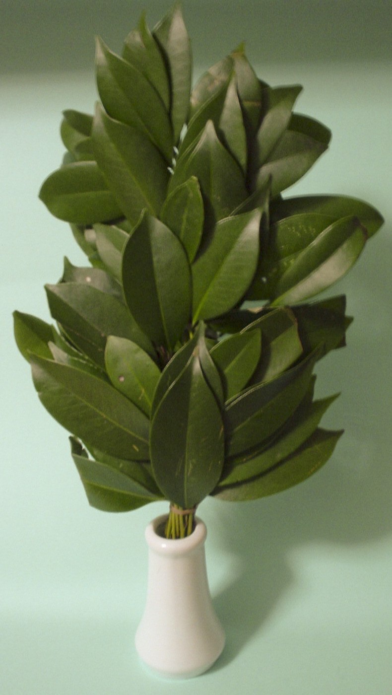 Димексид концентрат 100 мл