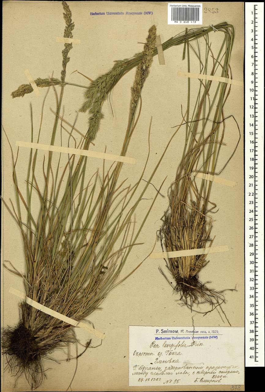 Пушистоспайник длиннолистный