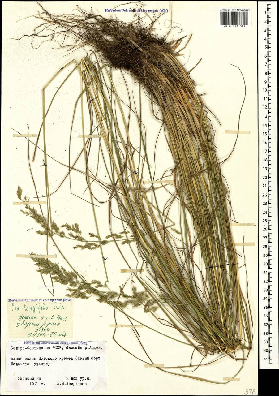 Звездчатка топяная