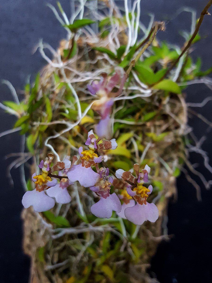 Tolumnia Jairak Flyer Brown Oak