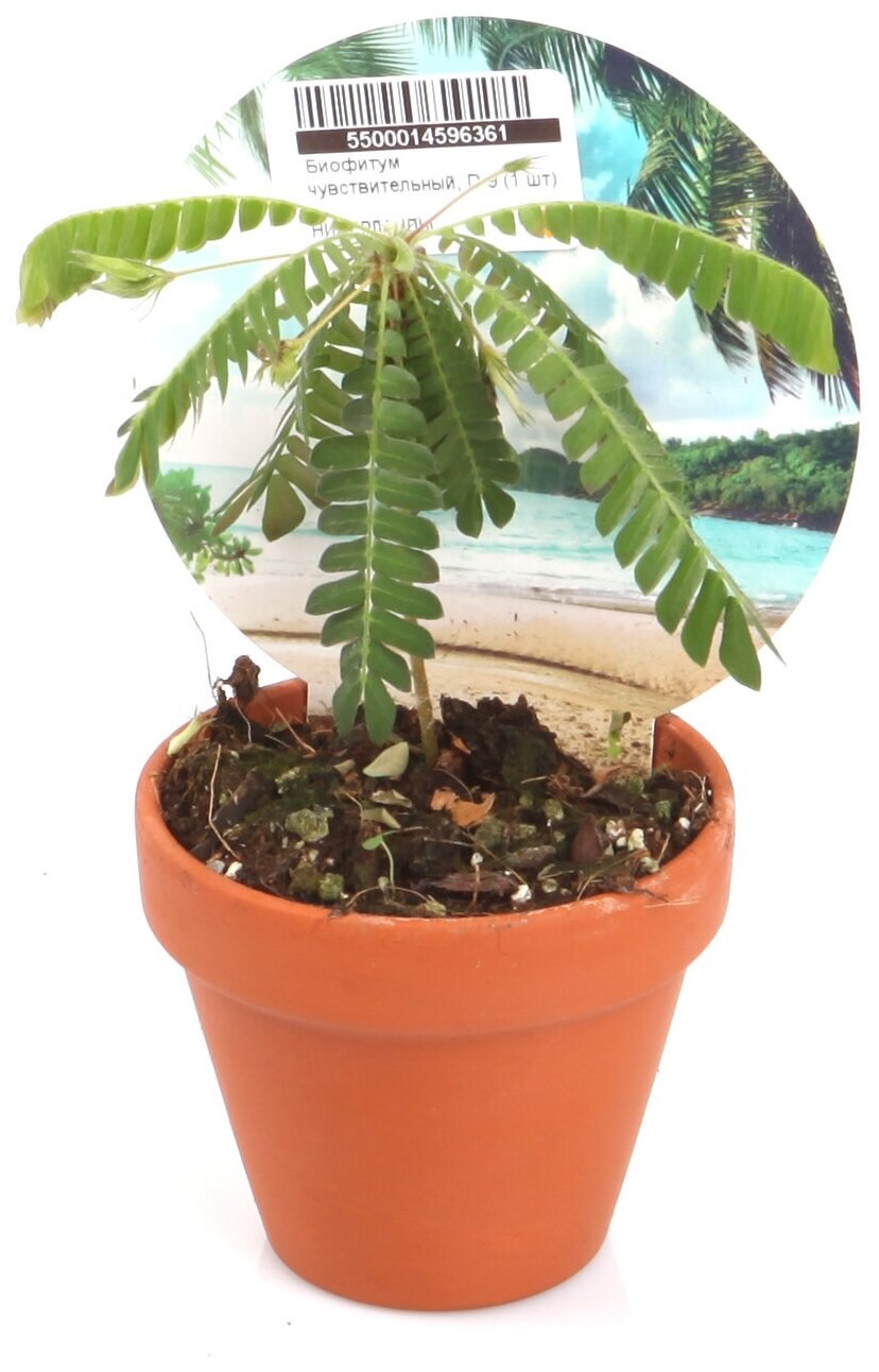 Биофитум сенситивиум