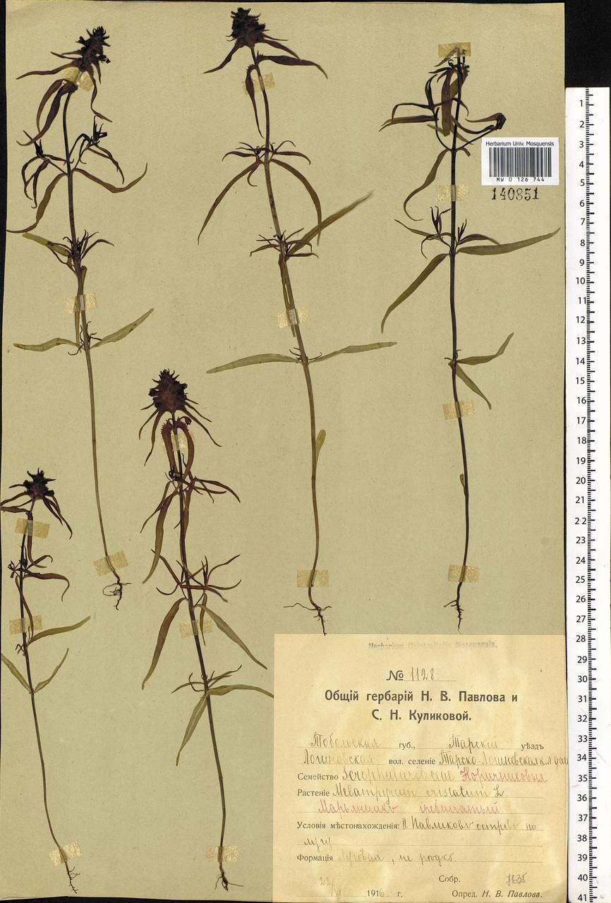 Ландыш Майский семейство Лилейные плод