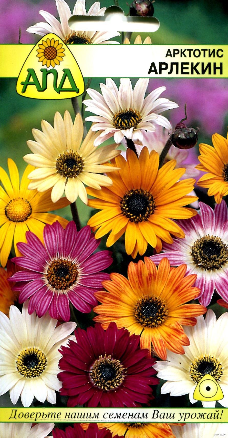 Цветок Диморфотека