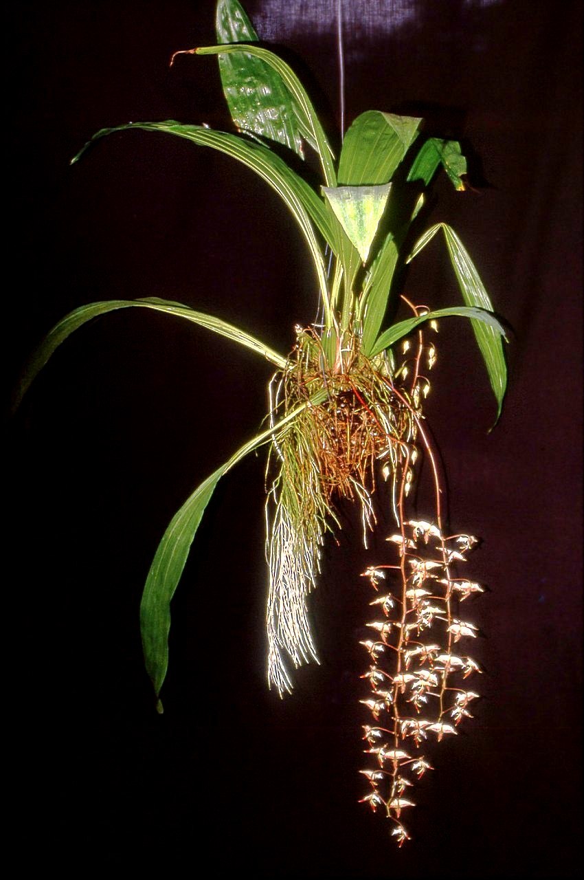 Орхидея Gongora aromatica