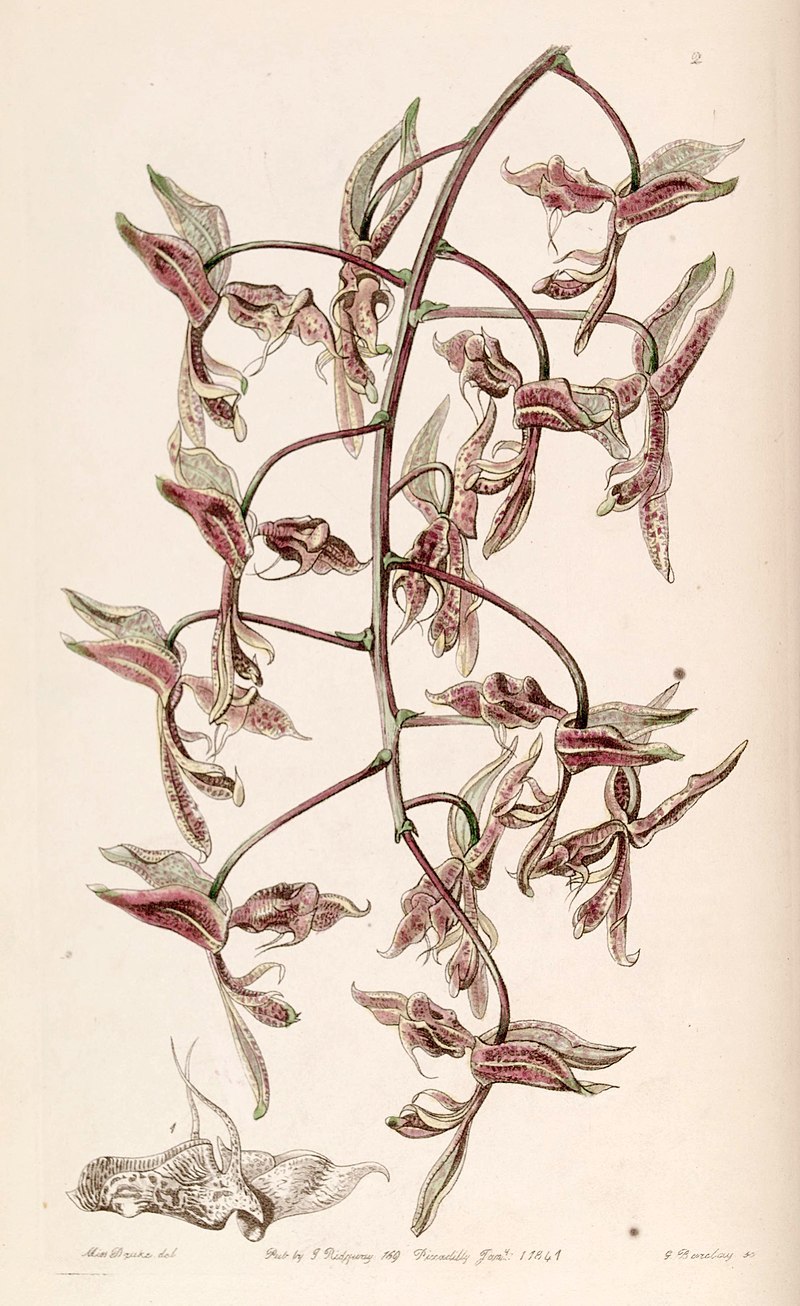 Орхидея Gongora aromatica