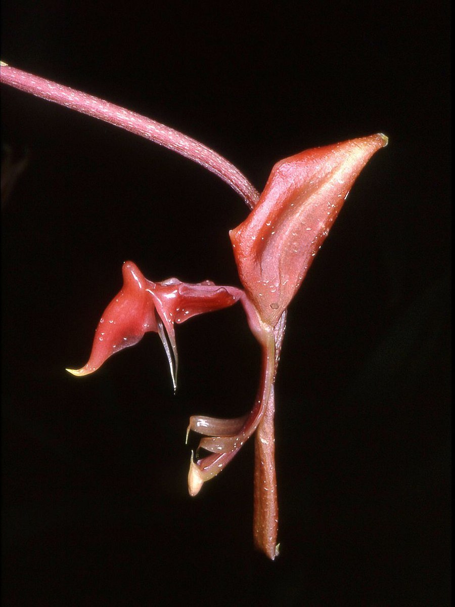 Гонгора руфесценс