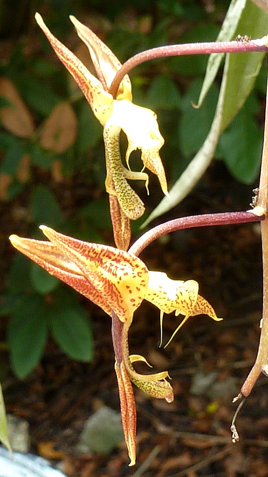 Гонгора трунката