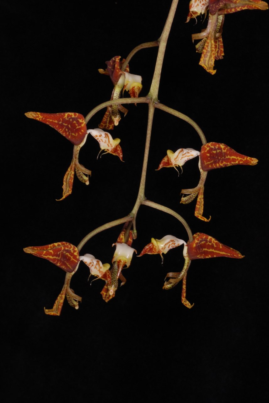 Гонгора Атропурпурея