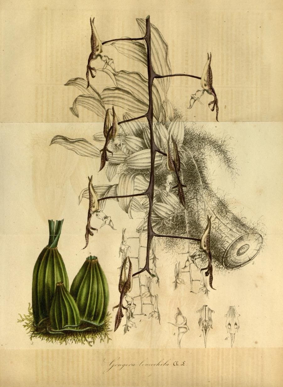 Гонгора Сказание о