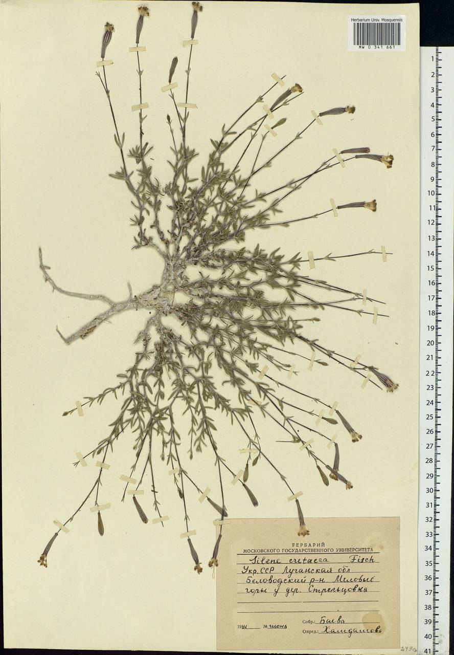 Смолёвка меловая гербарий