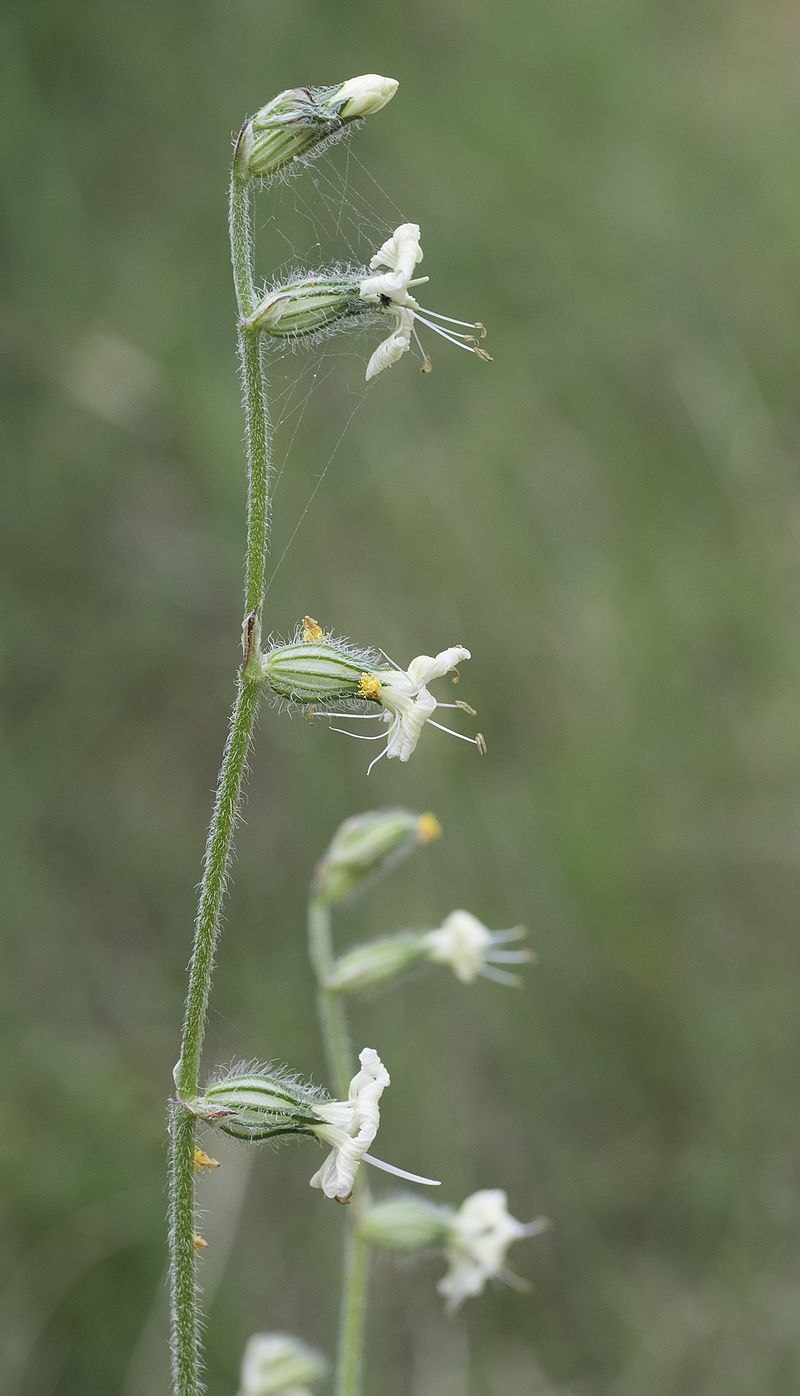 Смолёвка Гельмана
