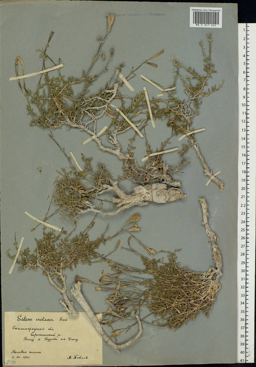 Меловая (Silene cretacea)