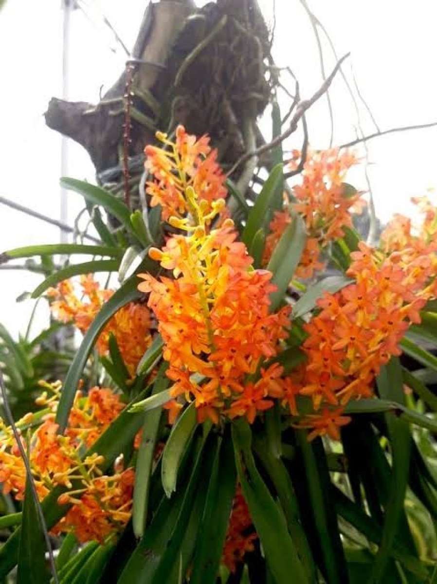 Орхидея Ascocentrum miniatum