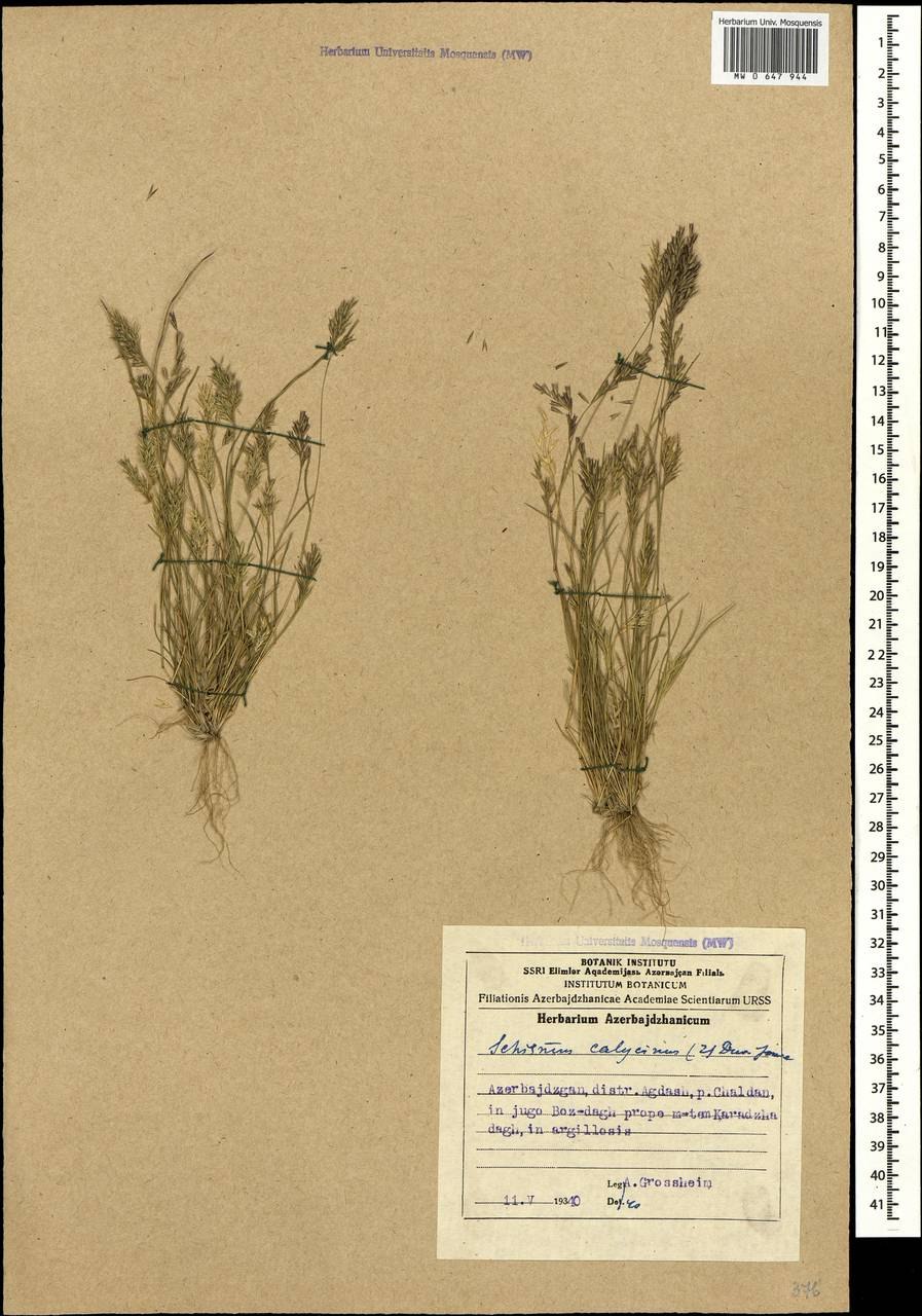 Ариани Селесте грудь