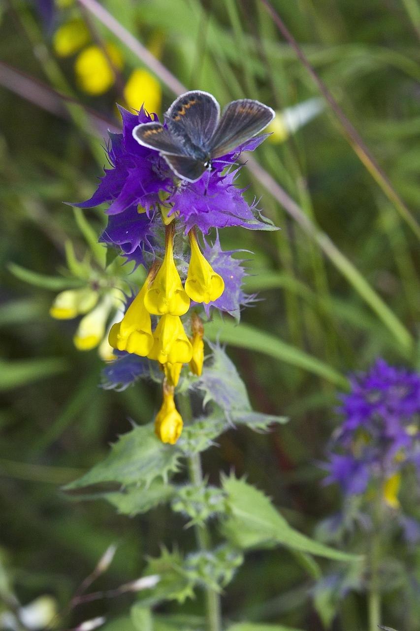 Марьянник Дубравный