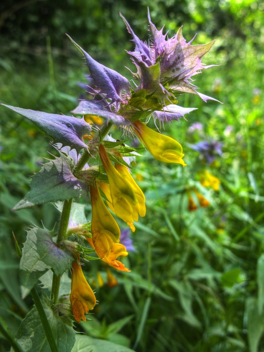 Марьянник Дубравный Melampyrum nemorosum