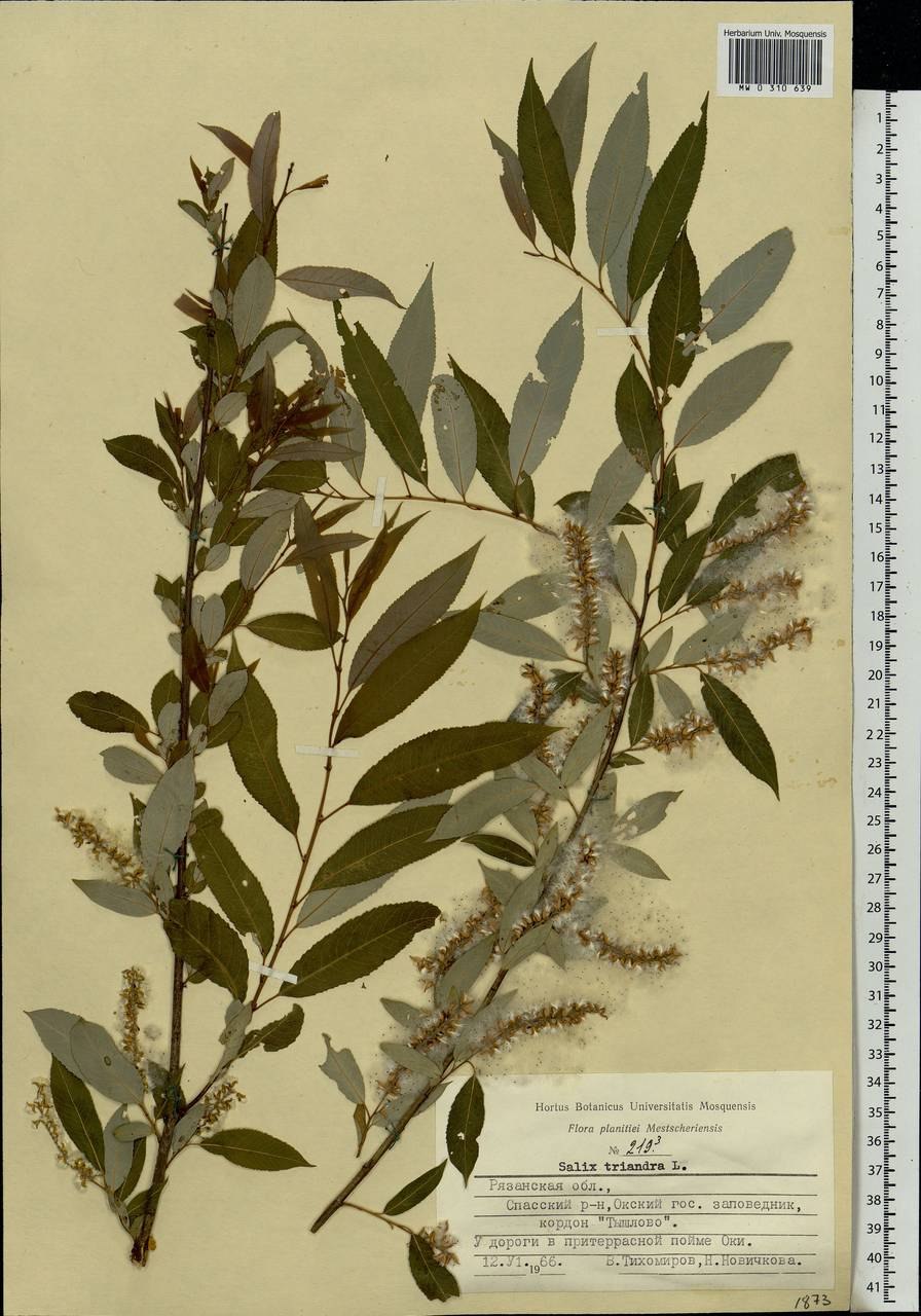 Подмаренник мягкий Galium mollugo