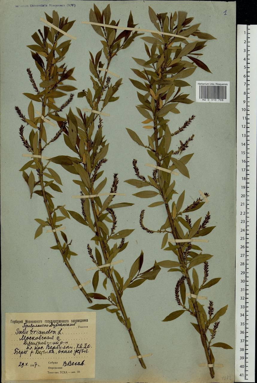 Глоссостигма аквариумное