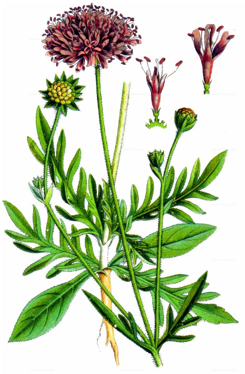 Короставник Восточный