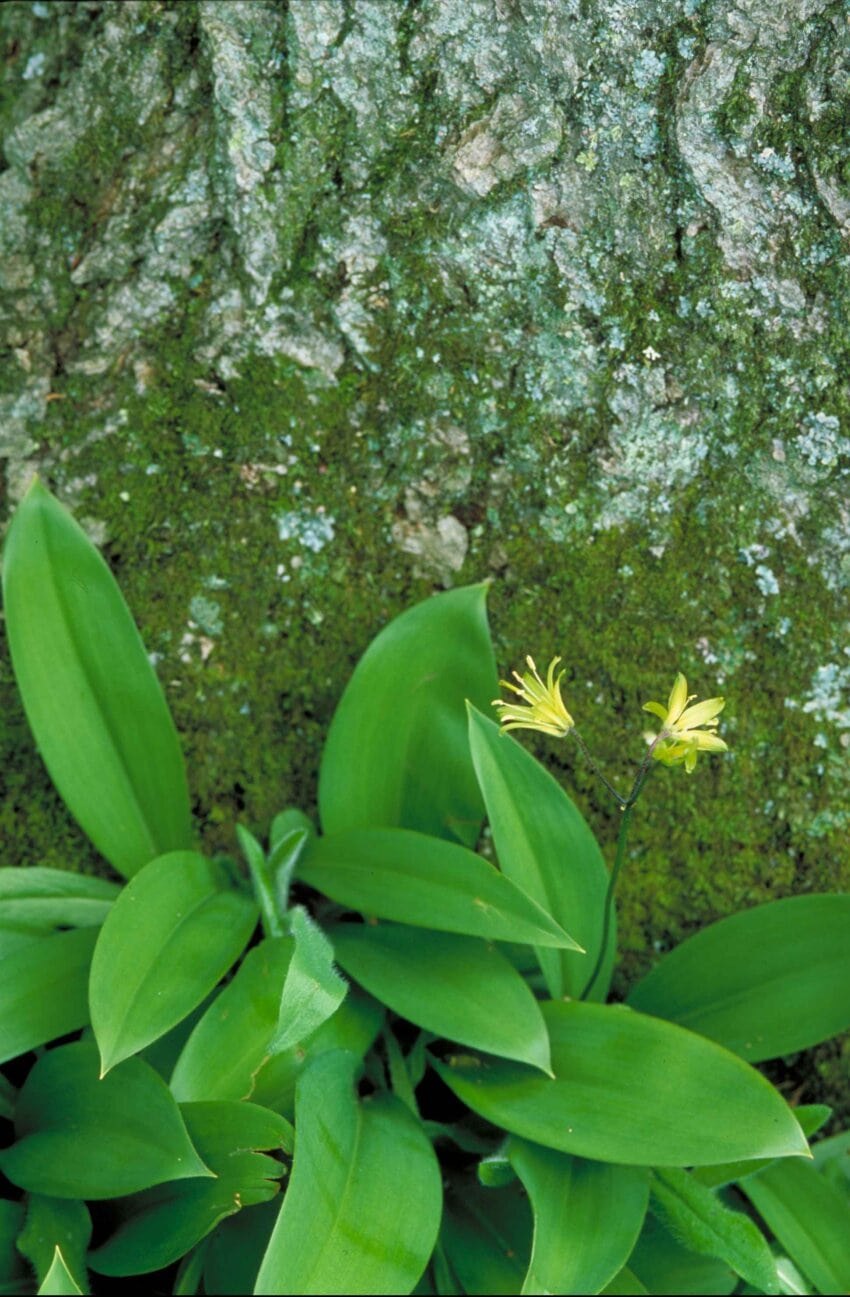 Clintonia umbellulata