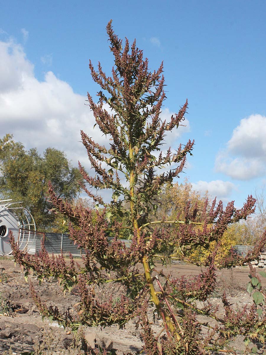 Гуннера manicata