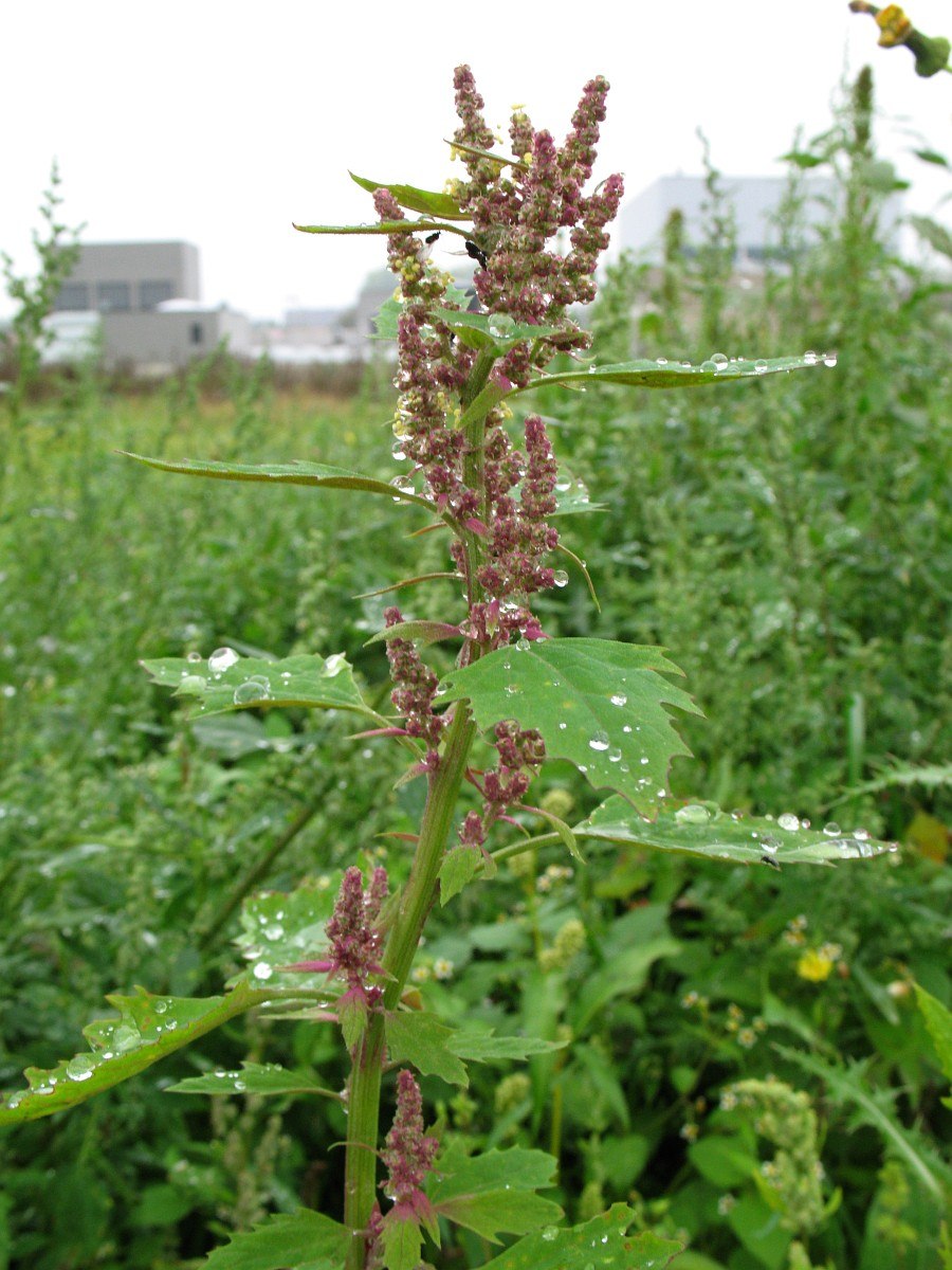 Solanum giganteum