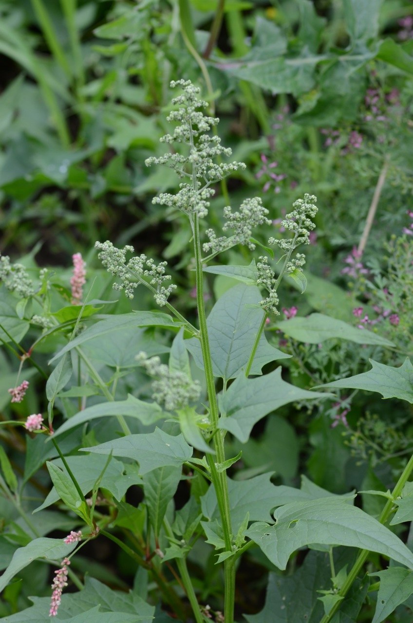 Трава Мари гигантская
