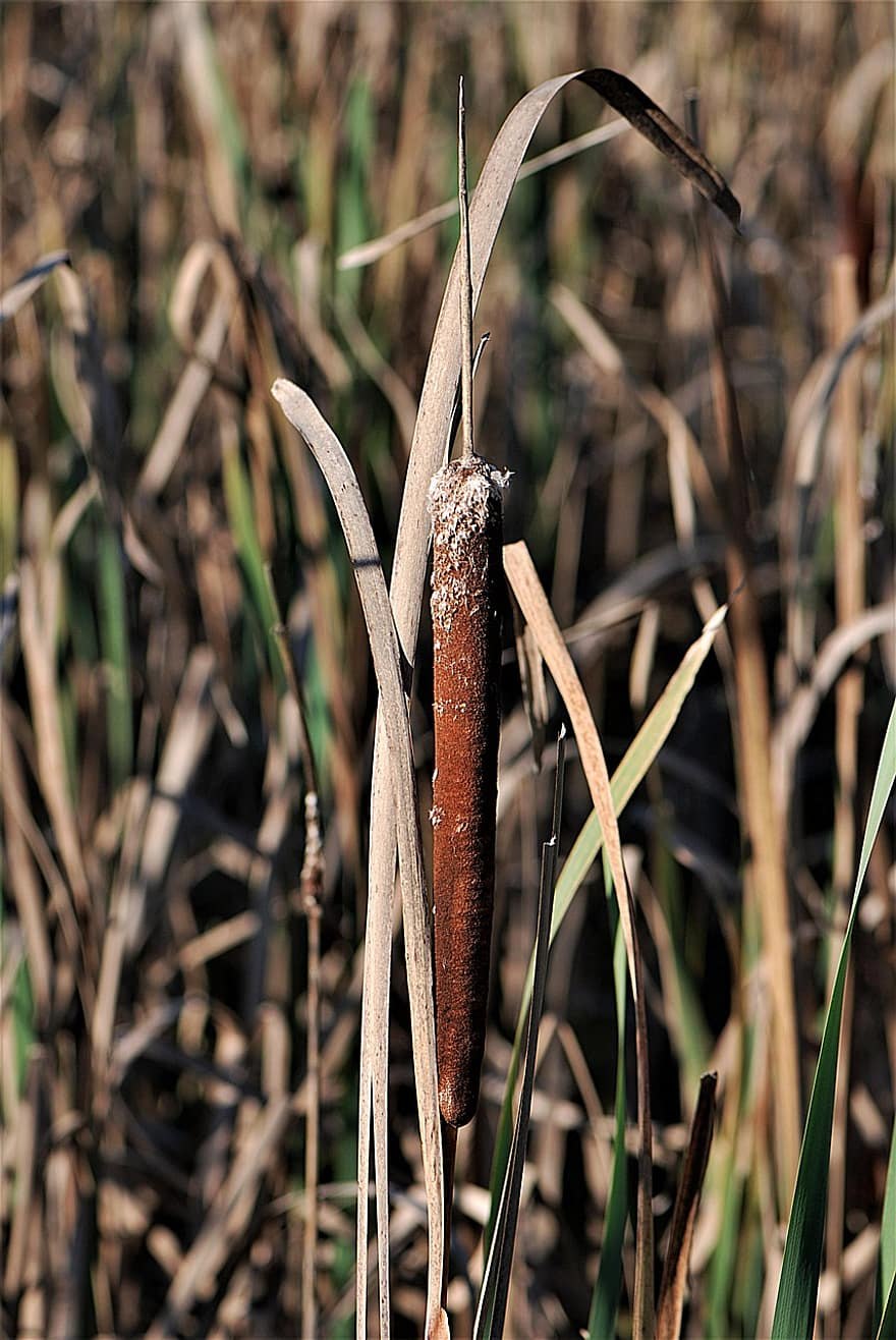 Рогоз лаксмана