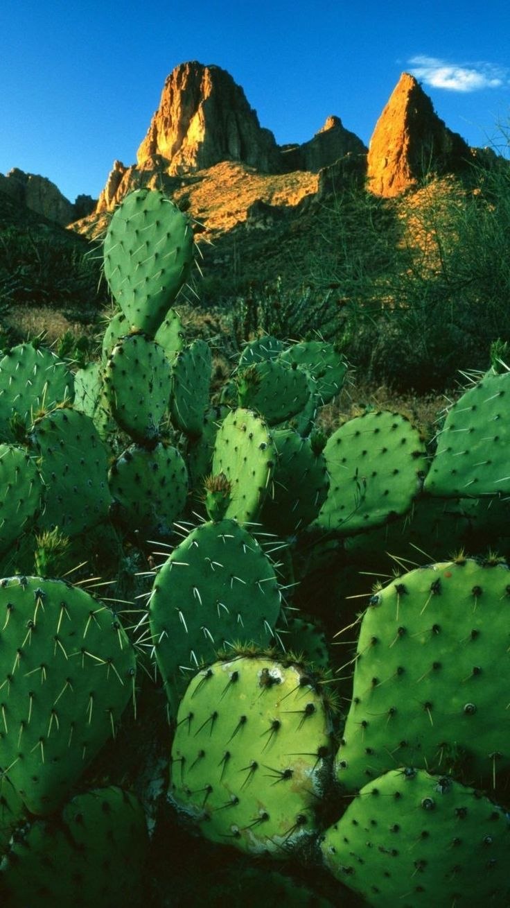 Опунция Америка