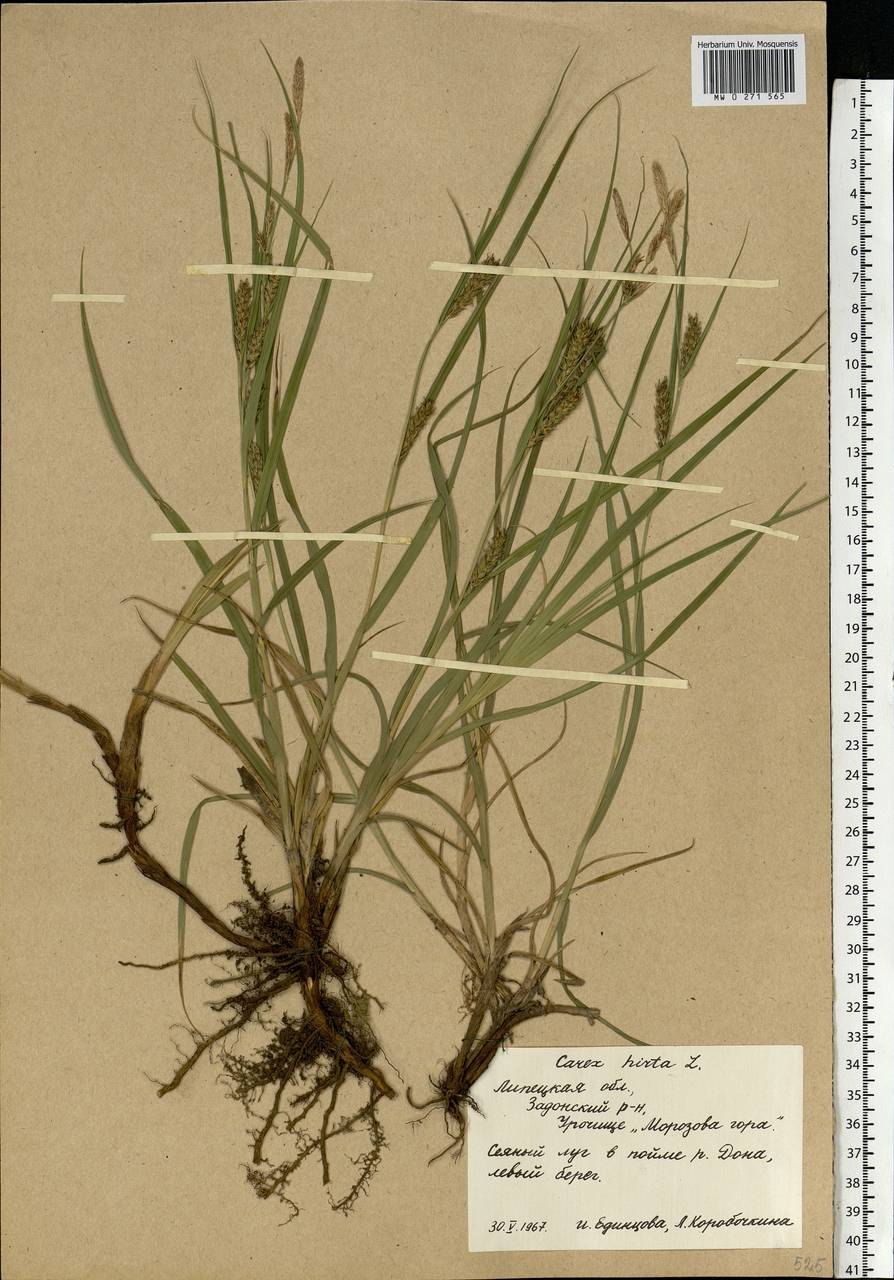 Осока гладкостебельная