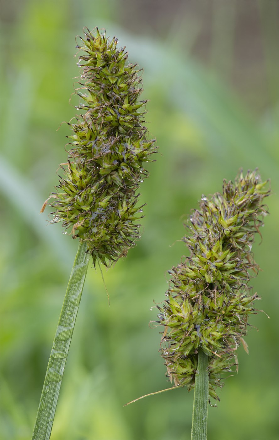 Осока ложносытевая/ Carex pseudocyperus