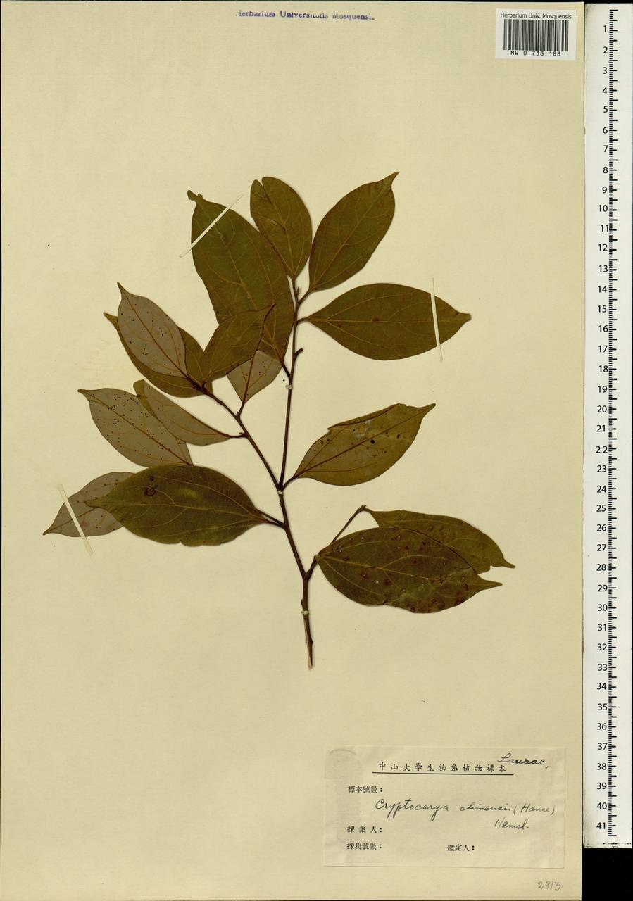 Криптокария белая