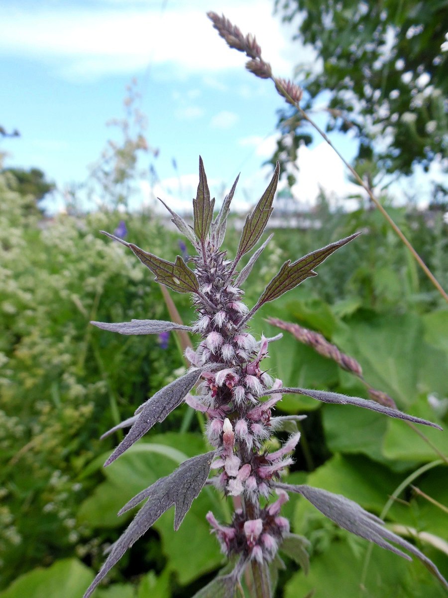 Пустырник пятилопастный Leonurus quinquelobatus Gilib