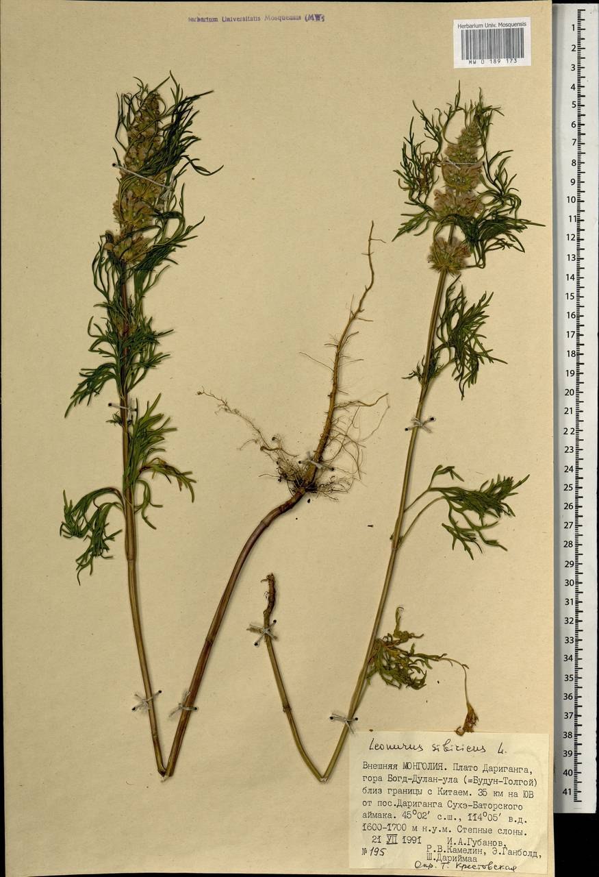 Пустырник стебель