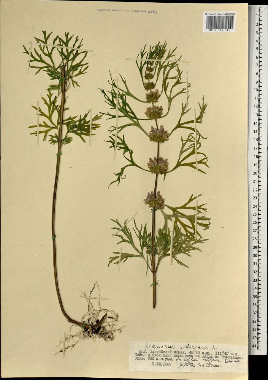 Пустырник сизоватый