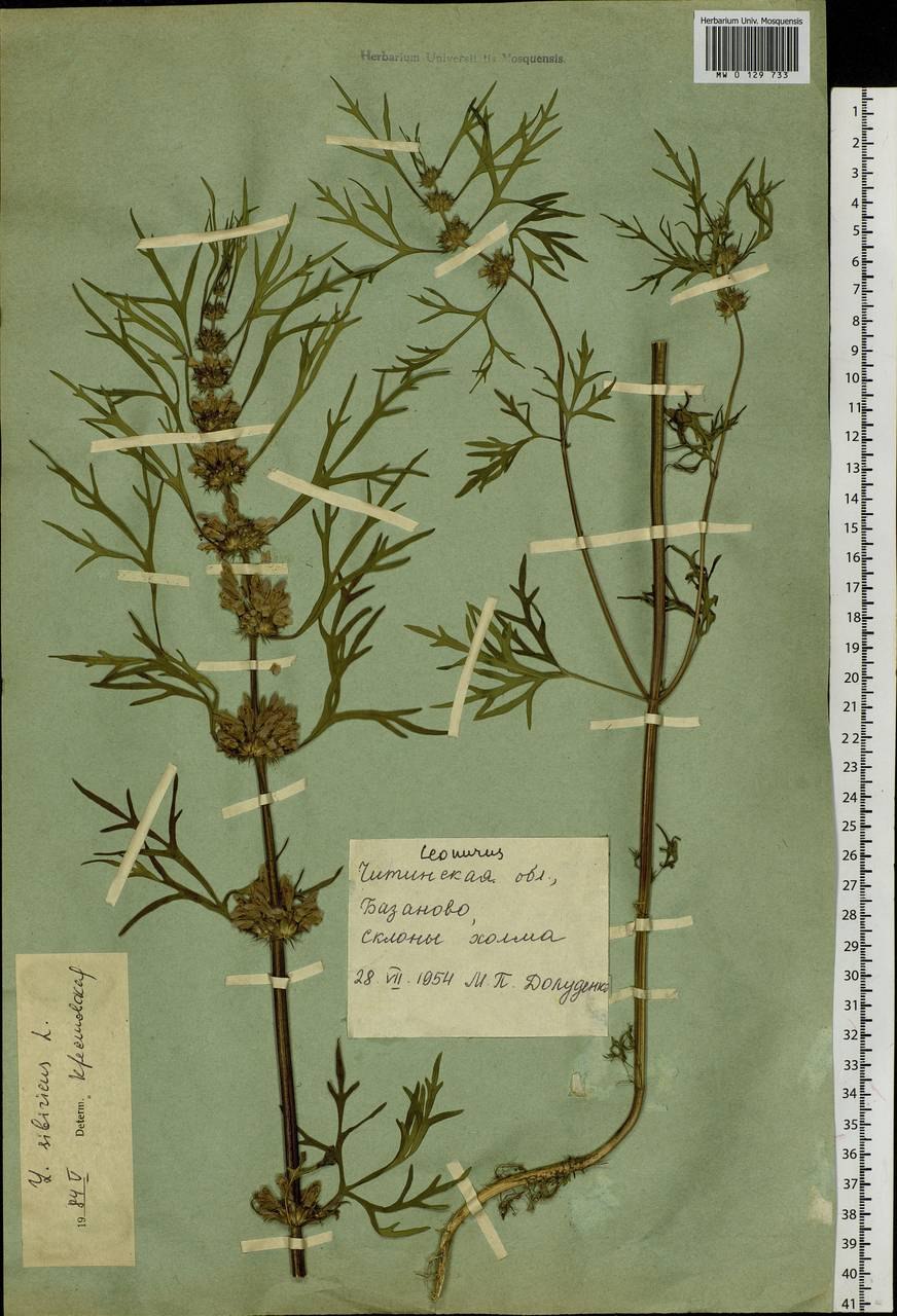 Пустырник сибирский