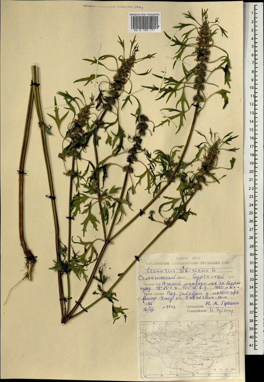 Пустырник, собачья крапива