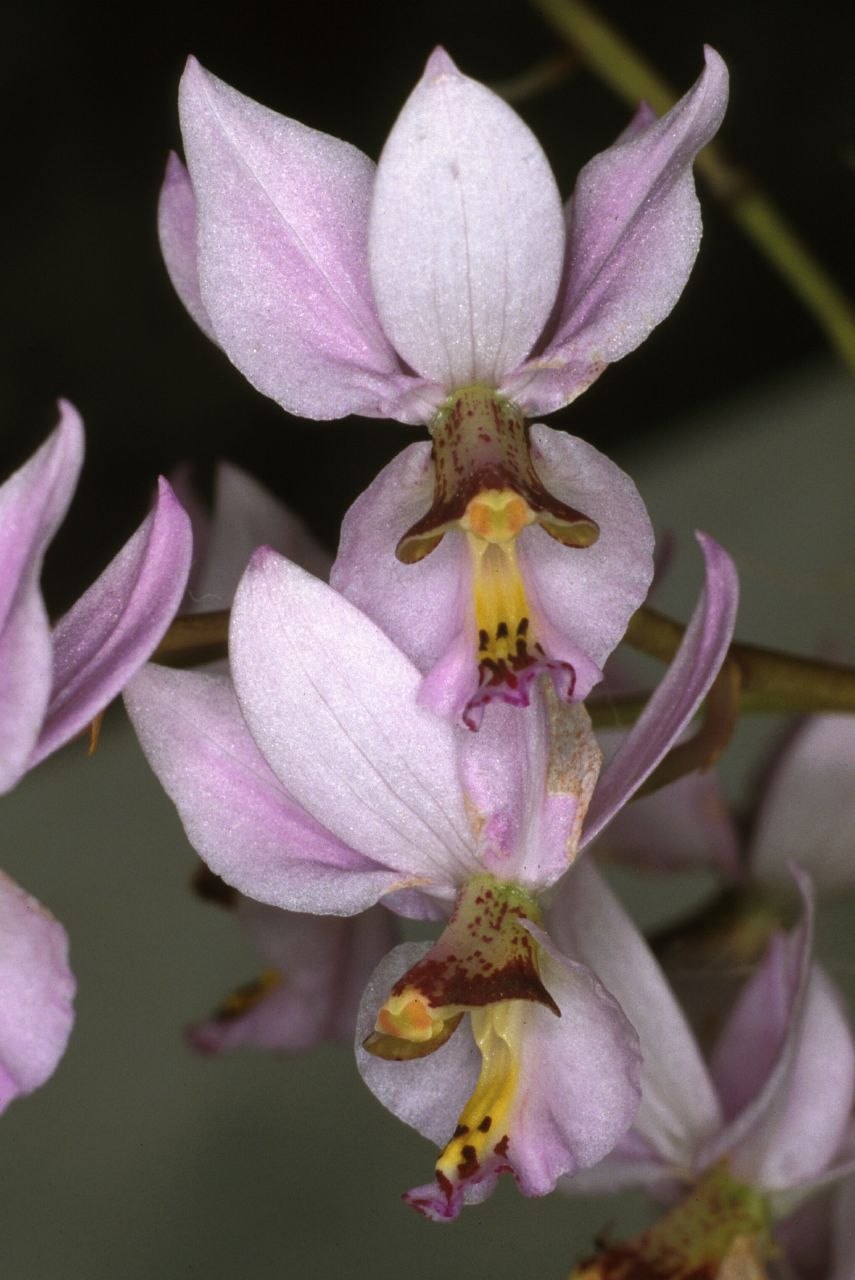Epidendrum Bright Pink