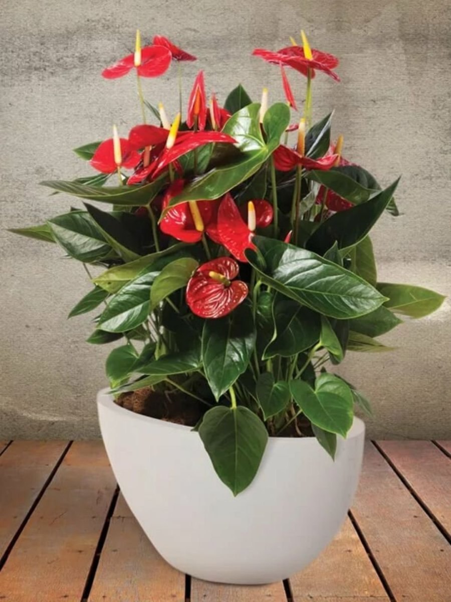 Антуриум Ротеро