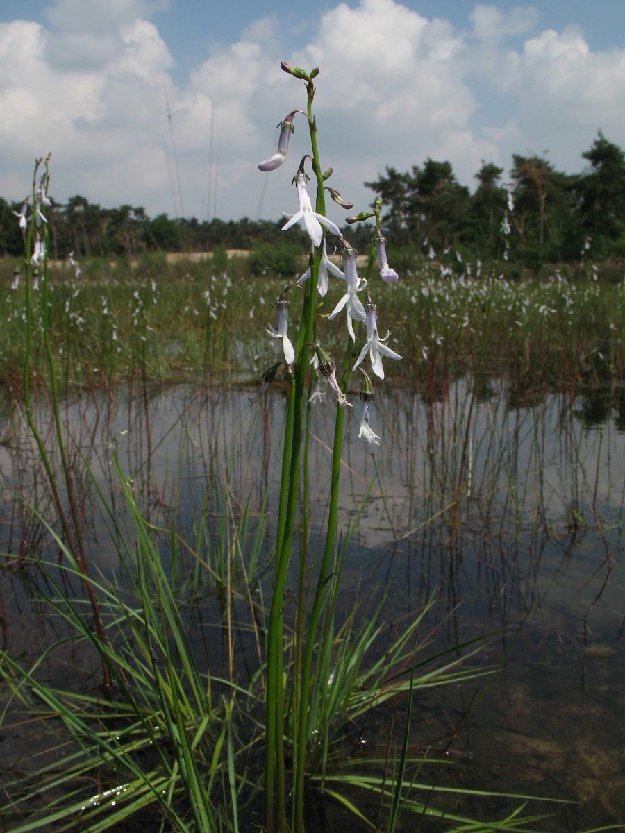 Бровник одноклубневый