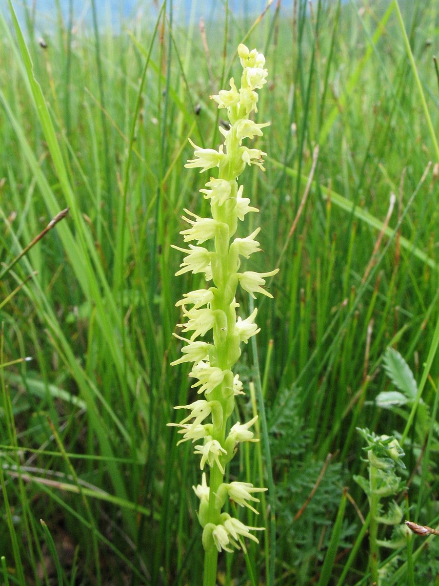 Бровник одноклубневый