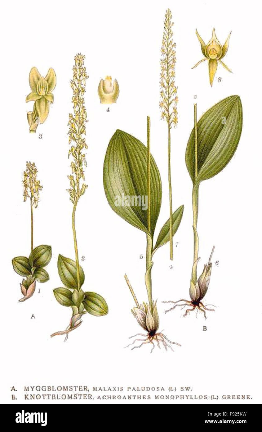 Редкие и охраняемые растения Турции