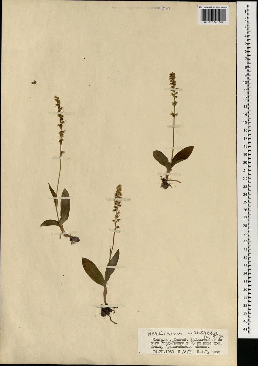 Бровник одноклубневый