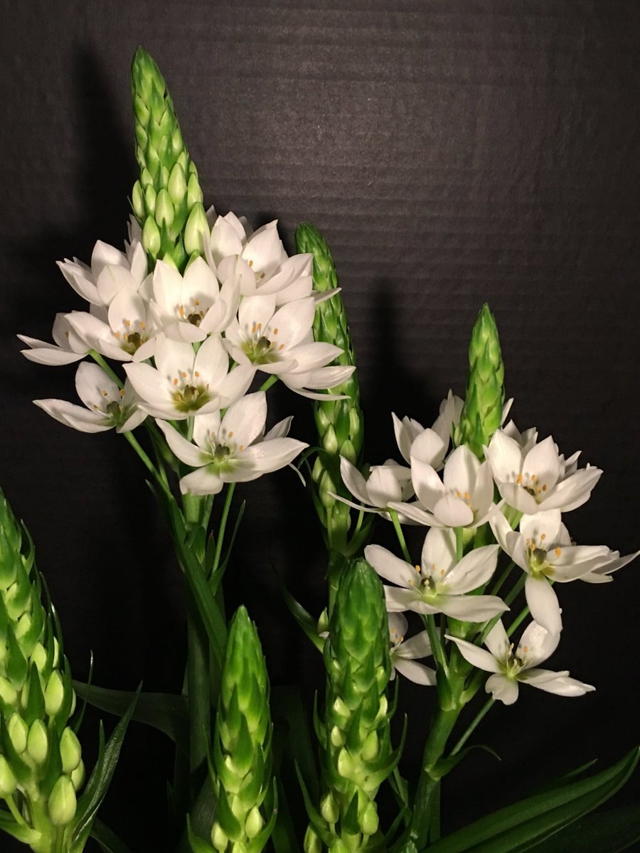 Орнитогалум dubium