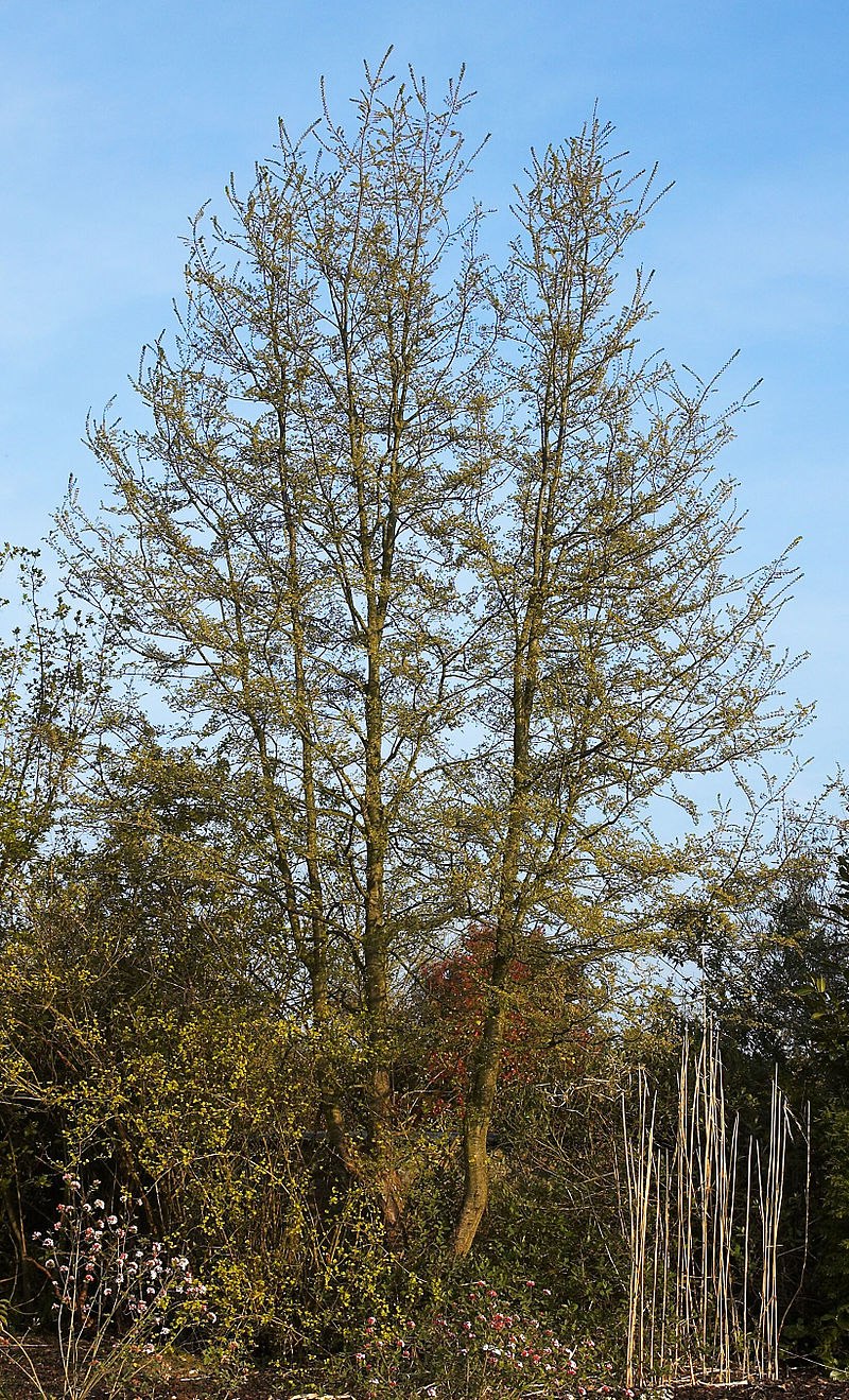 Нотофагус каннингема